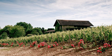 Chateau Malartic Lagraviere Weinberge